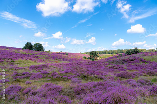 Flowering Calluna vulgaris (common heather, ling, or simply heather) under blue sky and white fluffy clouds, Purple flowers on the hilly side field, Posbank, Veluwezoom National Park, Netherlands.