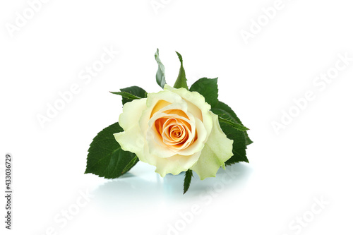 Beautiful rose flower isolated on white background