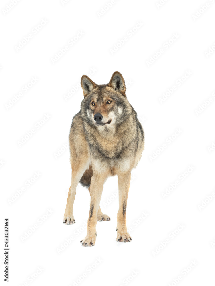 Fototapeta premium Gray wolf stands on the snow isolated on white background