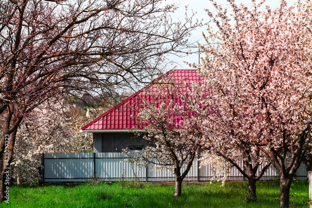 Spring landscape in the village. House with a red roof. Cherry blossoms. Summer day in the village.