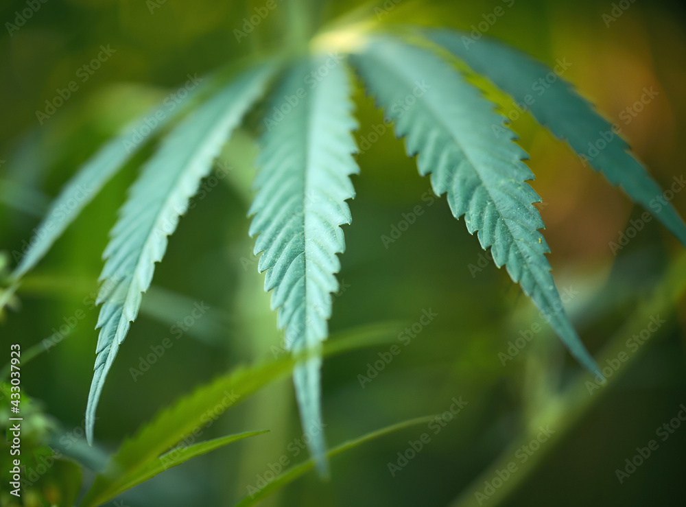 Close up of hemp (cannabis) growing plant Close up of hemp (cannabis) growing plant