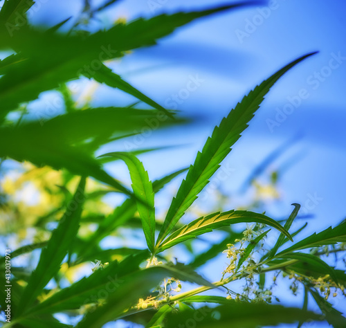 Close up of hemp  cannabis  growing plant