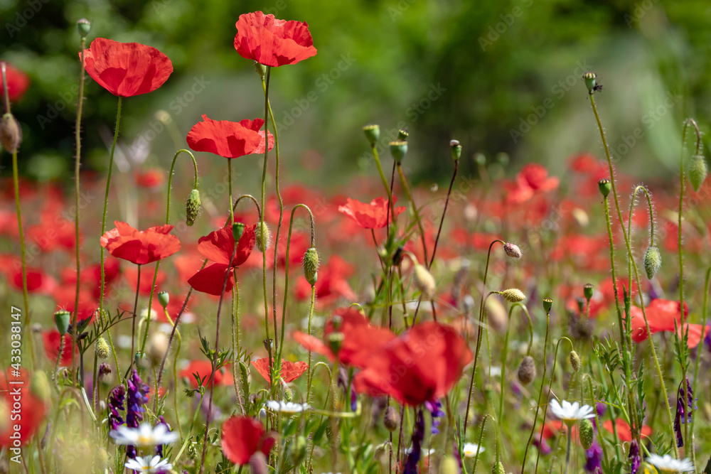 Poppies growing in field during the Springtime on France Poppies growing in field during the Springtime on France