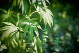 Close up of hemp (cannabis) growing plant
