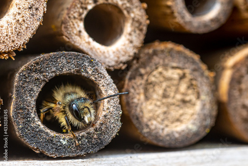 A mason bee  (Osmia bicornis) checking the nesting facilities of our insect-hotel.