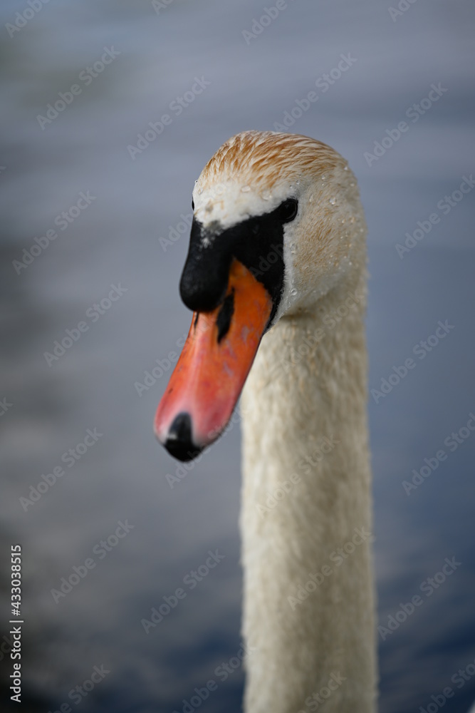 Fototapeta premium swan on the lake