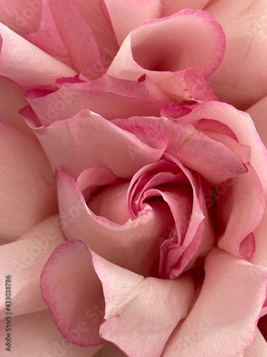 Rose macro photo in pink colour 