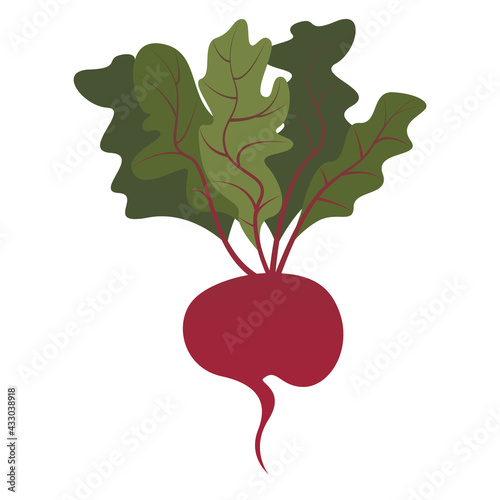 Vector image of ripe beets with green tops on a white background.