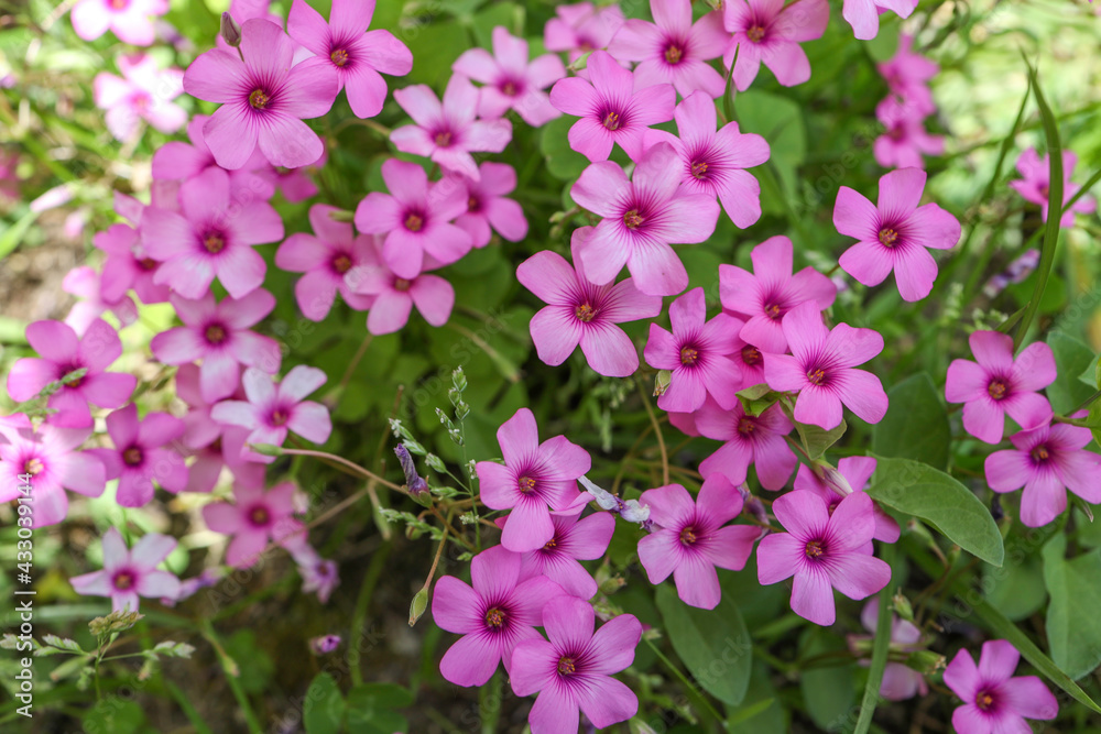 Fototapeta premium fiori di casa