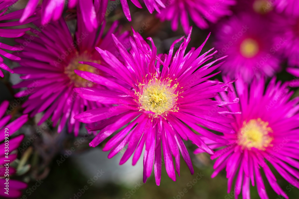fiori di casa fiori di casa