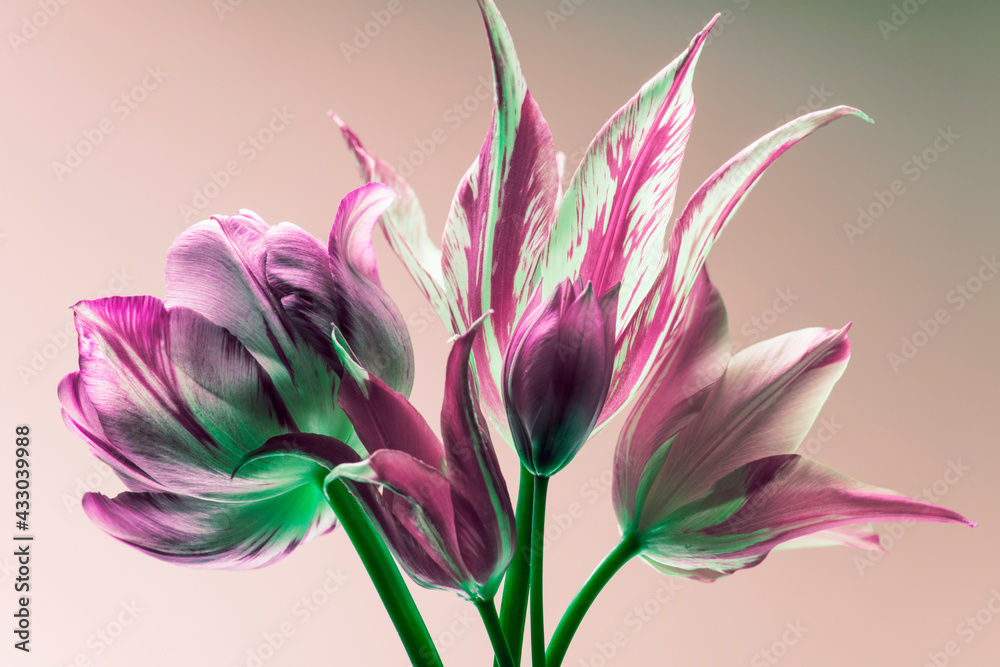 spring tulips on a gentle background, abstract color composition. striped petals.