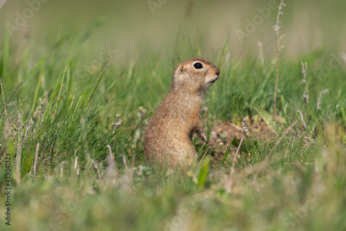 Ground squirrel Spermophilus pygmaeus, he stands in the grass and watches © Tatiana