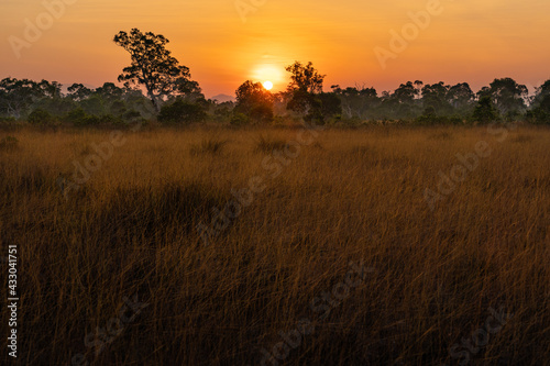 Little savanna during sunrise in golden hour at Ko Phra Thong  Khura Buri District  Phang Nga Province  southern Thailand