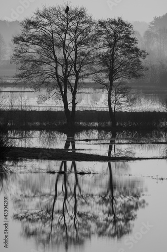 mirror image of trees