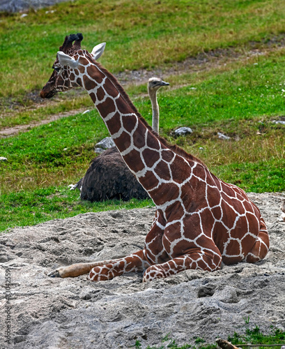 Giraffe sitting on the grond in its enclosure. Latin name - Giraffa camelopardalis