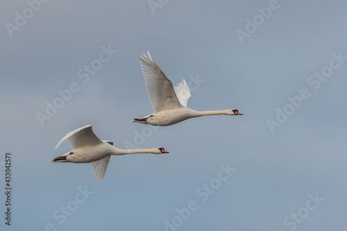 two flying swans against the sky 