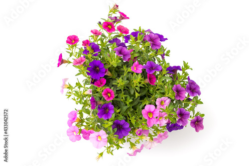 Calibrachoa