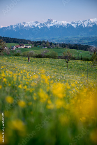 spring meadow in H  utligen with Stockhorn in the distance