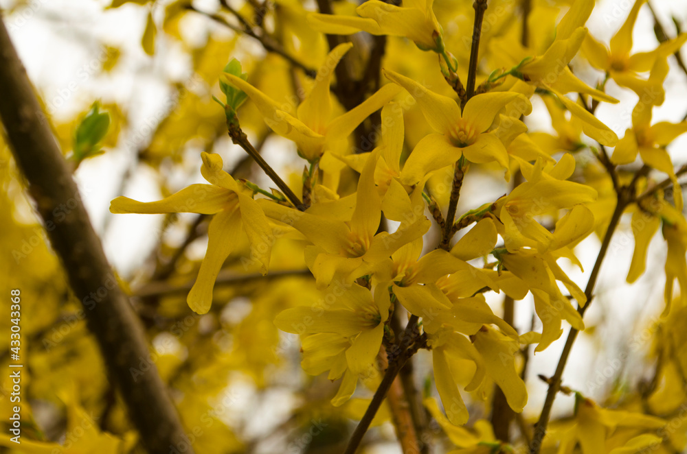 Fotografie Yellow Forsythia Blooming in Spring