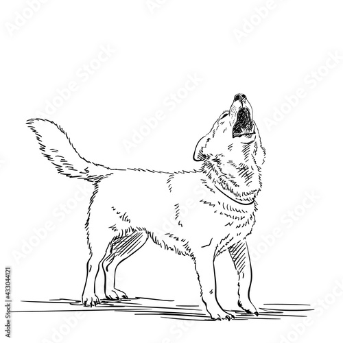 dog