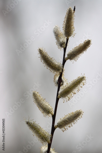 A pussy willow branch in springtime