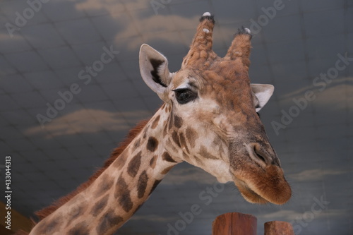 giraffe