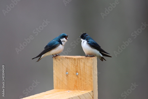 Two tree swallows chatting on top of a bluebird box