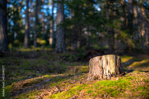 autumn in the forest, tree trunk, forest moss, pine needles, spruce