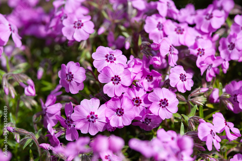 Phlox subulata Blue flowers carpet in the garden