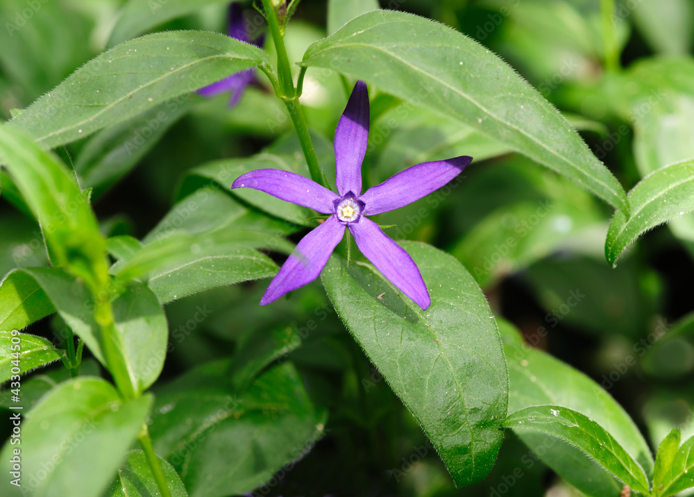Vinca herbacea Periwinkle close up blossom in the garden Vinca herbacea Periwinkle close up blossom in the garden