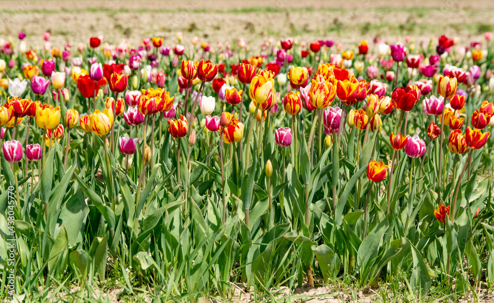 Tulip field. Beautiful field with tulips. Tulip field. Beautiful field with tulips.
