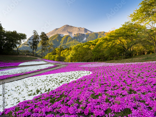 【埼玉】秩父 羊山公園の満開の芝桜と武甲山 photo