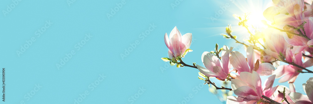 Banner. Pink magnolia flowers on tree against blue sky. Spring background. Soft focus