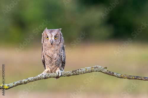 European Scops Owl, Otus scops. In the wild