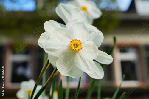 Flower of a poet's daffodil in a castle park photo