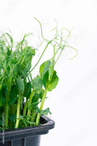 Environmentally friendly food. Pea microgreens close up