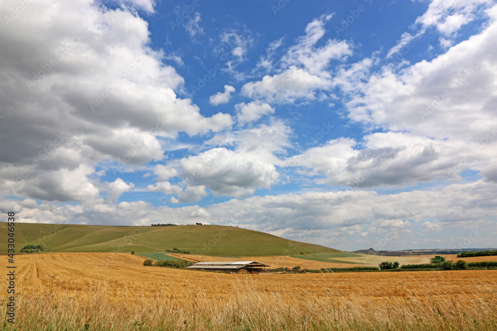 wheat field by Milk Hill in Wiltshire	