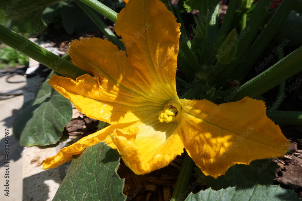 Φωτογραφία Female Cucurbit Flower in a Garden, Pumpkins, Squash, Waiting to Be Pollinated B