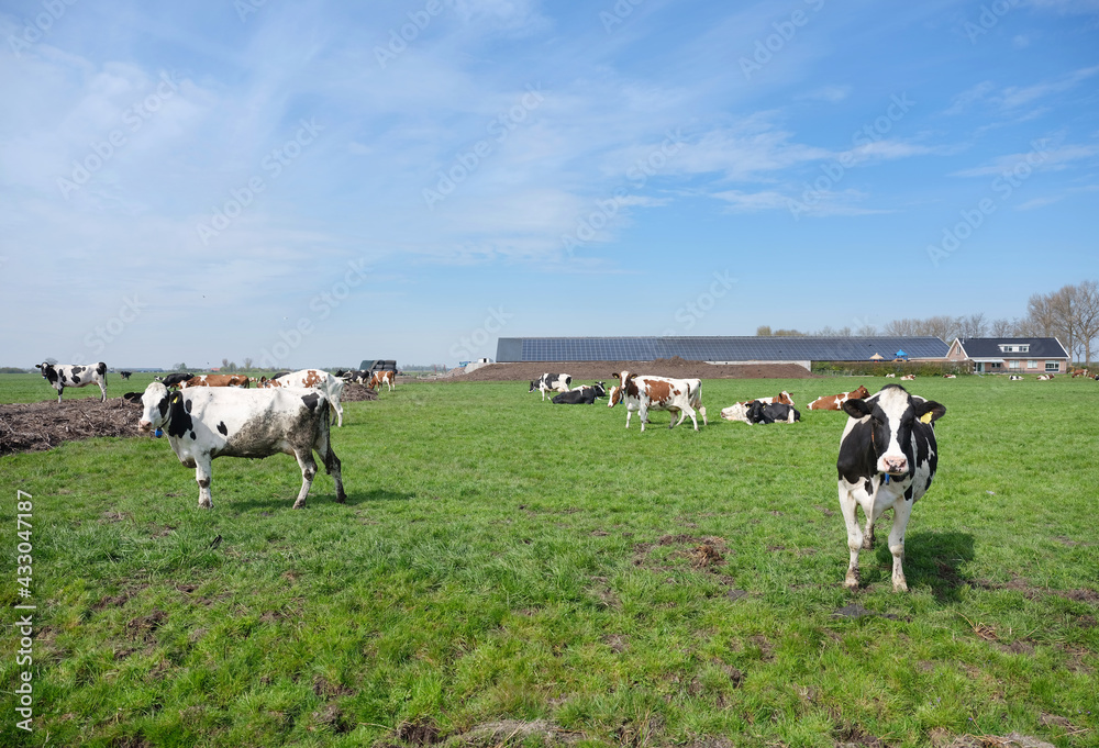 spotted cows and farm in meadow between utrecht and gouda in holland