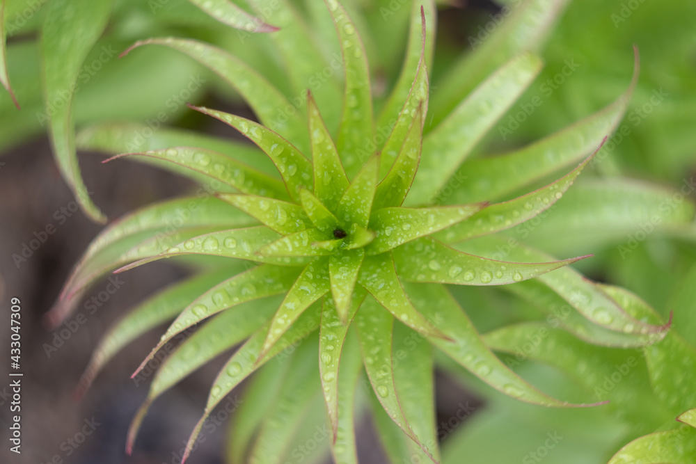 beautiful green plant with water droplets close up beautiful green plant with water droplets close up