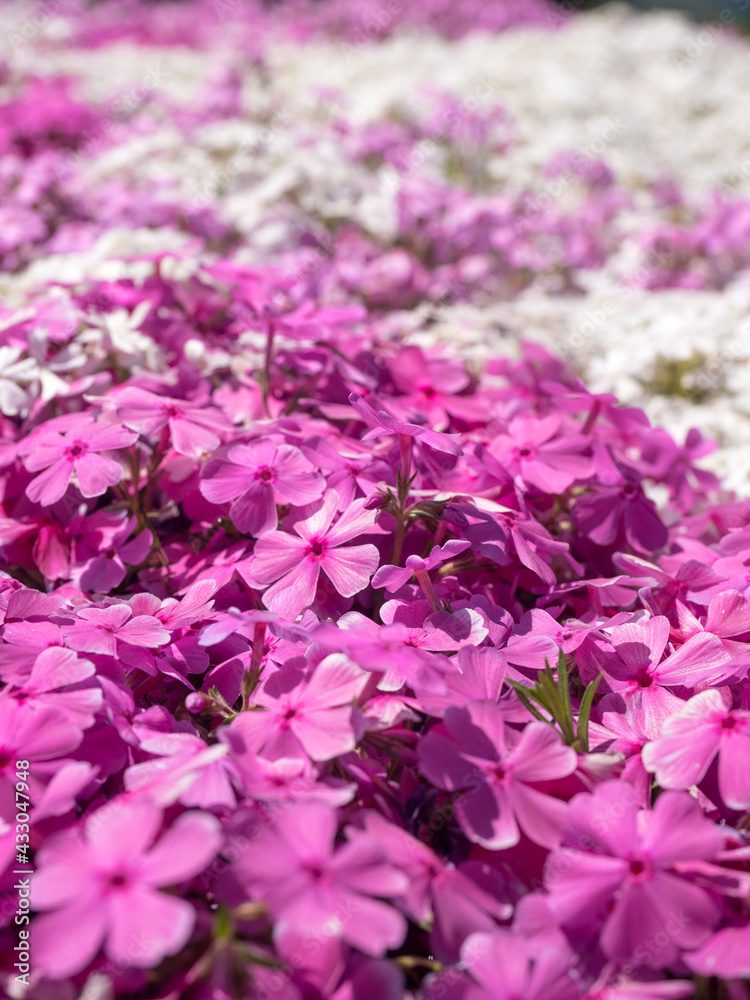 【埼玉】秩父 羊山公園の芝桜アップ 多摩の流れ マックダニエルクッション 【埼玉】秩父 羊山公園の芝桜アップ 多摩の流れ マックダニエルクッション