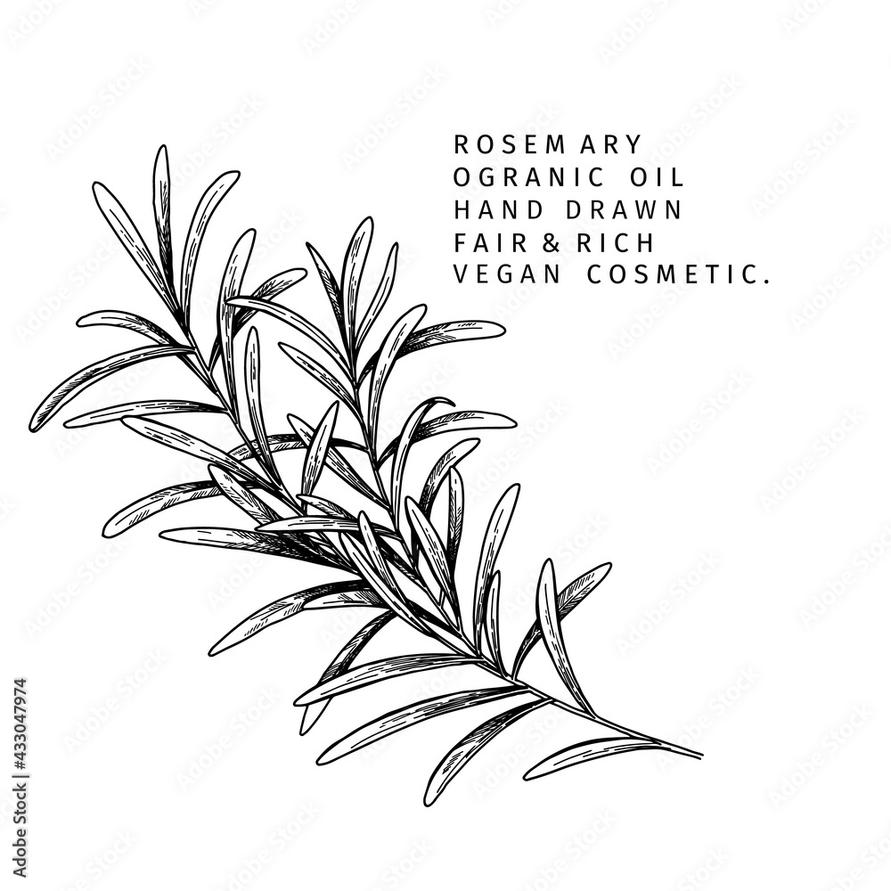 Φωτογραφία Hand drawn rosemary branch