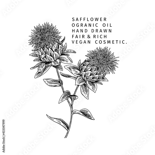 Hand drawn safflower branch. Vector engraved illustration. Spicy aromatic herb. Food ingredient, aromatherapy, cooking. For cosmetic package design, medicinal plant, treating, healthcare.
