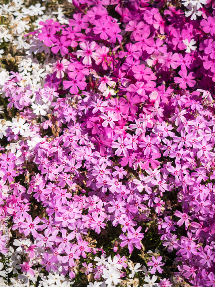 【埼玉】秩父 羊山公園の芝桜アップ　多摩の流れ マックダニエルクッション