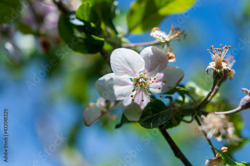 Apfelbaumblüten