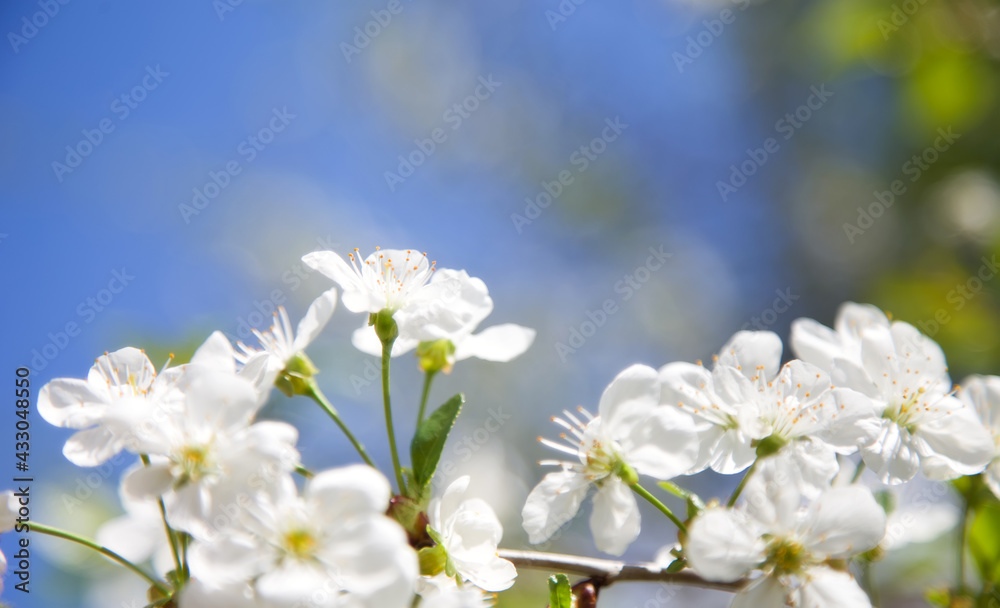 Abstract blurred background banner with branches of blossoming cherry against blue sky. Copy space. Background for greeting card, mother's day. Spring flowering trees Abstract blurred background banner with branches of blossoming cherry against blue sky. Copy space. Background for greeting card, mother's day. Spring flowering trees