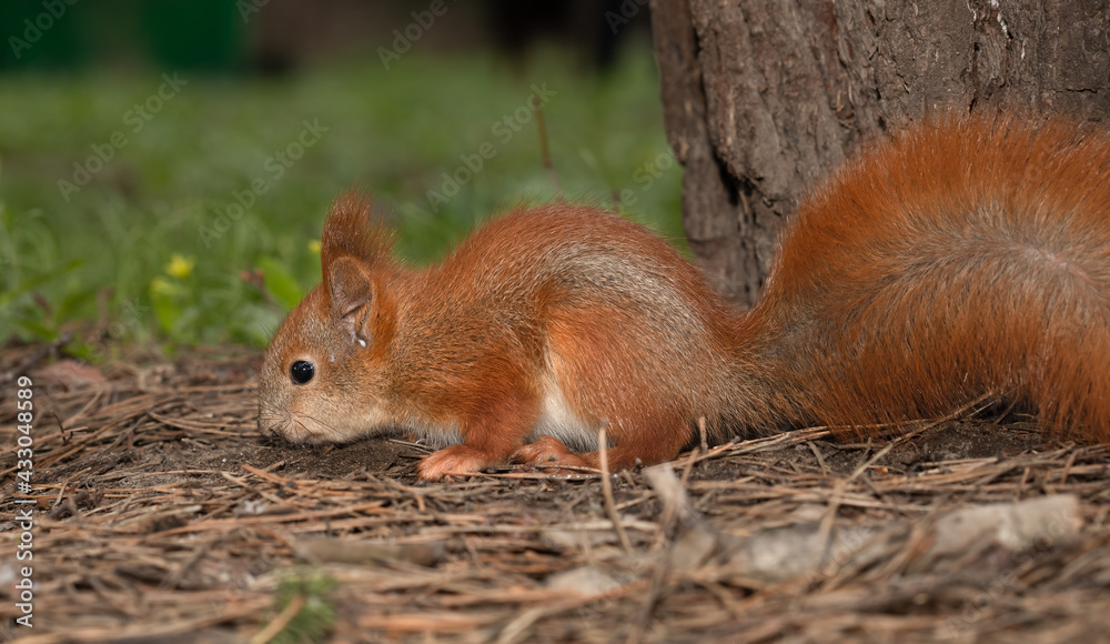 Red squirrel on ground searching something