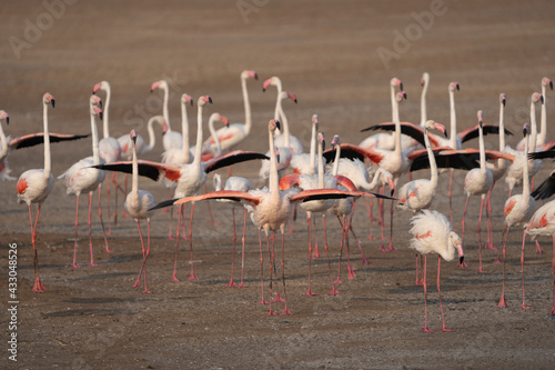 Flock of Lesser Flamingos State bird of Gujarat from Wetlands of Khadir Island, Greater Rann of Kutch, India  