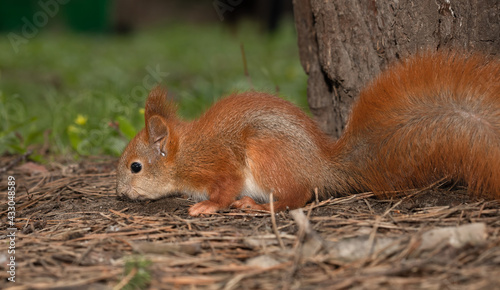Red squirrel on ground searching something