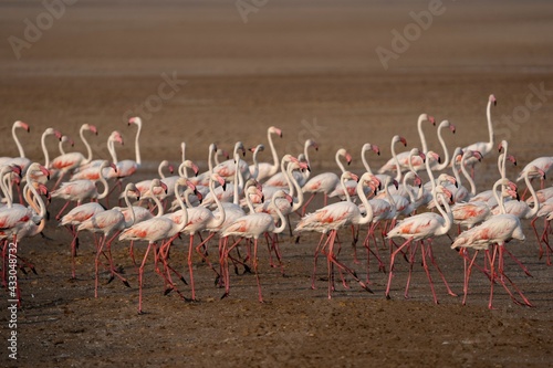 Flock of Lesser Flamingos State bird of Gujarat from Wetlands of Khadir Island, Greater Rann of Kutch, India  